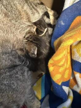 Rescue Domestic Short Hair Cats for Adoption in West Chester, Pennsylvania - Taylor | PetCurious