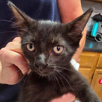 Clara -  Domestic Short Hair Cat for Adoption in Leander, Texas - Clara | PetCurious
