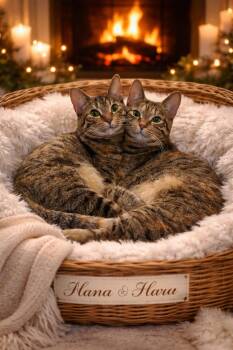 Domestic Short Hair Cats Available for Adoption - Hana And Haru  | PetCurious