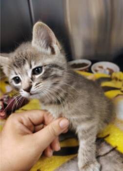 Venus -  Domestic Short Hair Cat for Adoption in Reisterstown, Maryland - Venus | PetCurious