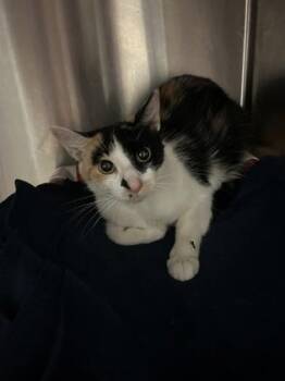 Ms. Callie Kitty -  Domestic Short Hair Cat for Adoption in Cincinnati, Ohio - Ms. Callie Kitty | PetCurious