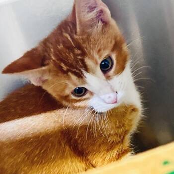 Peanut Patch [yellow] -  Domestic Short Hair Cat for Adoption in Baltimore, Maryland - Peanut Patch [yellow] | PetCurious