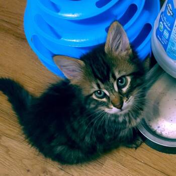 Domestic Medium Hair Cats Available for Adoption in Eagle Mountain, Utah - Tiger Webb | PetCurious