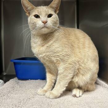 Rescue Domestic Short Hair Cats for Adoption in La Grange Park, Illinois - Mera | PetCurious