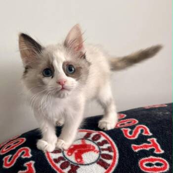 Makiyah -  Siamese and Domestic Medium Hair Cat for Adoption in Candler, North Carolina - Makiyah | PetCurious
