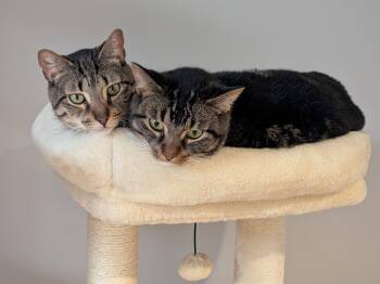 Rescue Domestic Short Hair Cats for Adoption in Sterling Heights, Michigan - Tempe & Herrington (Bonded Pair) | PetCurious