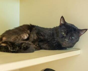 Tomcat Cruise -  Domestic Short Hair Cat for Adoption in Chamblee, Georgia - Tomcat Cruise | PetCurious
