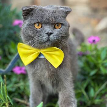 Scottish Fold Cats Available for Adoption - Flox | PetCurious