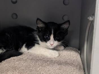 LIZZIE -  Domestic Medium Hair Cat for Adoption in Palo Alto, California - LIZZIE | PetCurious