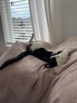 Katherine -  Domestic Short Hair Cat for Adoption in West Chester, Pennsylvania - Katherine | PetCurious