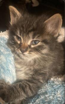 Tabby Cats Available for Adoption in Billings, Montana - K-7 Ruby | PetCurious