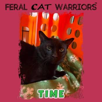 Time -  Domestic Short Hair Cat for Adoption in Kingman, Arizona - Time | PetCurious