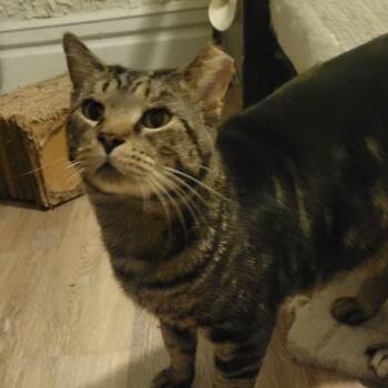 Rescue Domestic Short Hair Cats for Adoption in Portage, Michigan - Big Daddy | PetCurious