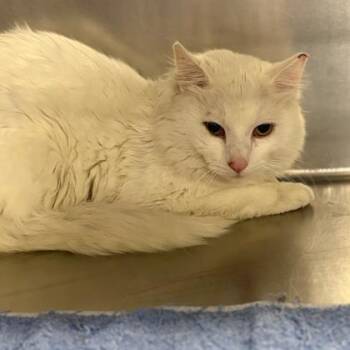 Domestic Medium Hair and Domestic Short Hair Cats Available for Adoption in Fort Worth, Texas - Pine | PetCurious