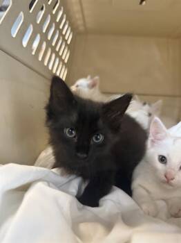 Domestic Short Hair Cats Available for Adoption in Fort Walton Beach, Florida - DOUGAL | PetCurious