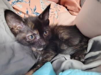 Tiana -  Domestic Short Hair Cat for Adoption in Lemont, Illinois - Tiana | PetCurious