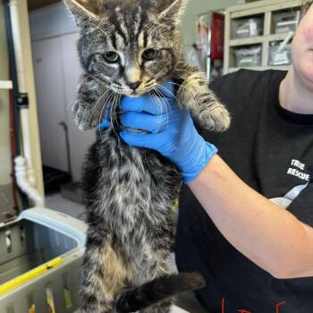 Buttercup -  Domestic Short Hair Cat Available for Adoption in Mt. Juliet, Tennessee - Buttercup | PetCurious