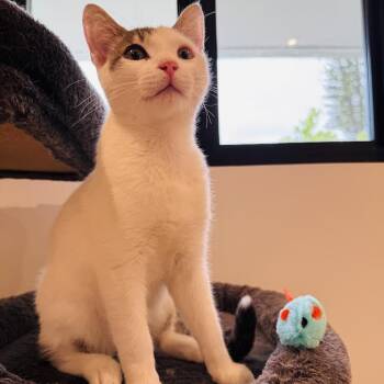 Tabby Cats Available for Adoption in Coral Gables, Florida - Chex | PetCurious