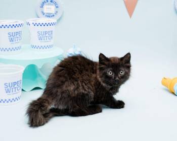 Bluey -  Domestic Long Hair Cat for Adoption in Jefferson, Louisiana - Bluey | PetCurious