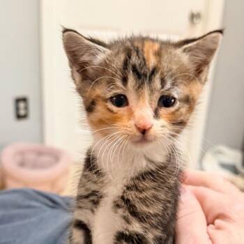 Domestic Short Hair Cats Available for Adoption in Tallahassee, Florida - Gigi | PetCurious