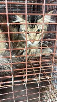 A657434 -  Domestic Short Hair Cat for Adoption in Houston, Texas - A657434 | PetCurious