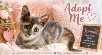 Jemmah 7486 -  Domestic Short Hair Cat for Adoption in Dallas, Texas - Jemmah 7486 | PetCurious