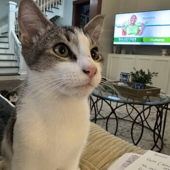 Rescue Domestic Short Hair Cats for Adoption in Jacksonville, Florida - Mac =^.^= | PetCurious