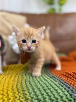 Tabby and Domestic Short Hair Cats Available for Adoption in Friendswood, Texas - Jelly Baby | PetCurious