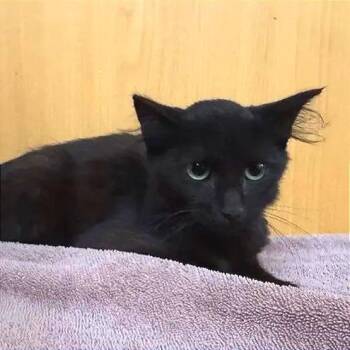 Susie -  Domestic Medium Hair Cat for Adoption in Brentwood, Missouri - Susie | PetCurious