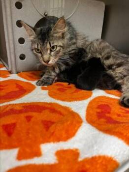 MISTY -  Domestic Medium Hair Cat Available for Adoption in Texas City, Texas - MISTY | PetCurious