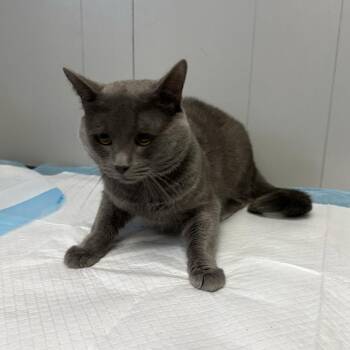 Joffrey -  Domestic Short Hair Cat for Adoption in Midland, Texas - Joffrey | PetCurious