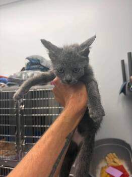 Frida -  Domestic Short Hair Cat for Adoption in Republic, Missouri - Frida | PetCurious