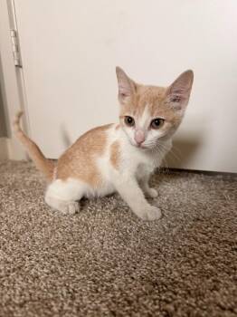 Suki -  Domestic Short Hair Cat for Adoption in San Antonio, Texas - Suki | PetCurious