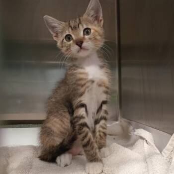 Domestic Short Hair Cats Available for Adoption in Tampa, Florida - Ethel | PetCurious