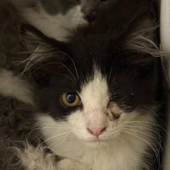 Domestic Short Hair Cats Available for Adoption in Yuma, Arizona - Genesis | PetCurious