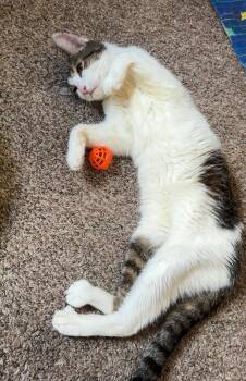 Alveda -  Domestic Short Hair and Tabby Cat for Adoption in Fargo, North Dakota - Alveda | PetCurious