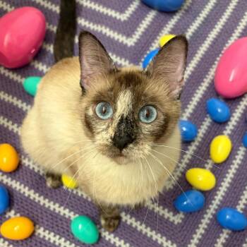 Lyla -  Siamese Cat for Adoption in Grantsville, Utah - Lyla | PetCurious