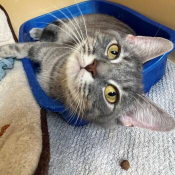 Domestic Short Hair Cats Available for Adoption in East Hanover, New Jersey - Boricua | PetCurious