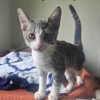Gracie 26-227 -  Domestic Short Hair Cat for Adoption in Tawas City, Michigan - Gracie 26-227 | PetCurious