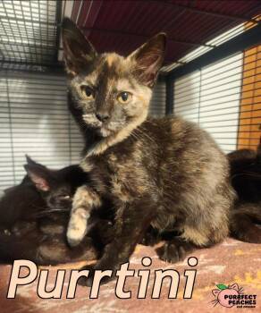 Purrtini -  Domestic Short Hair Cat for Adoption in Douglasville, Georgia - Purrtini | PetCurious