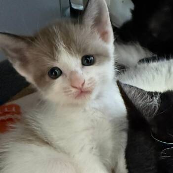 Joee -  Domestic Short Hair Cat for Adoption in Fort Bragg, California - Joee | PetCurious
