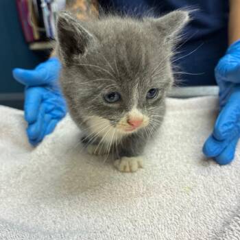 Sir Meatball -  Domestic Medium Hair Cat for Adoption in Newark, New Jersey - Sir Meatball | PetCurious