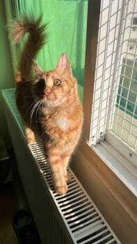 Rescue Domestic Long Hair Cats for Adoption in Franklin Township, New Jersey - Lilly, The Courageous And Sweet Warrior | PetCurious