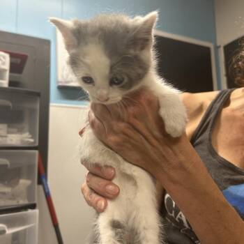 Domestic Short Hair Cats Available for Adoption in Morganton, North Carolina - Wavy | PetCurious