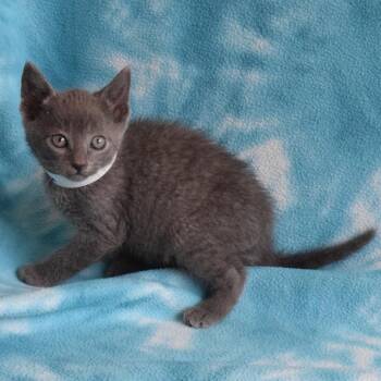 Calistoga 52644 -  Domestic Short Hair Cat for Adoption in Eureka, California - Calistoga 52644 | PetCurious