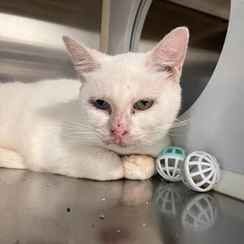 Sally -  Domestic Short Hair Cat for Adoption in Washburn, Missouri - Sally | PetCurious