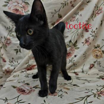 Tootsie -  Domestic Short Hair Cat for Adoption in Parkersburg, West Virginia - Tootsie | PetCurious