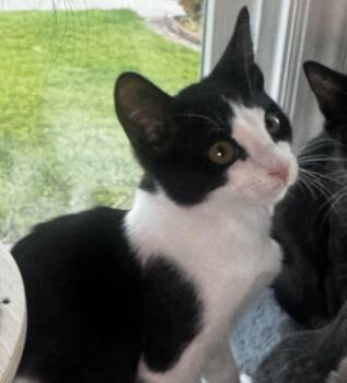 Moxley -  Domestic Short Hair Cat for Adoption in Seal Beach, California - Moxley | PetCurious