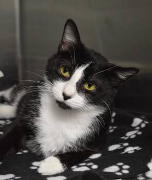 Sarasota -  Domestic Short Hair Cat for Adoption - Sarasota | PetCurious