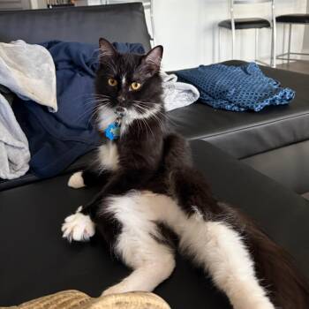 Domestic Long Hair Cats Available for Adoption in Winston-salem, North Carolina - Noodle | PetCurious